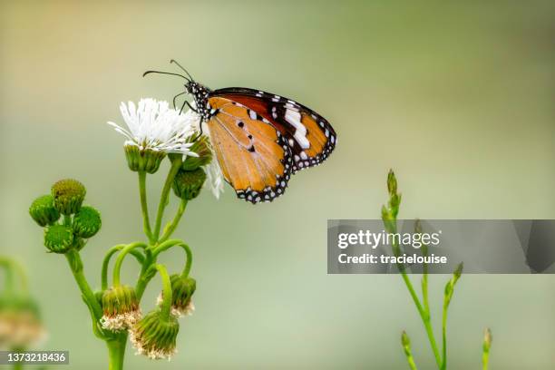 painted lady butterfly (vanessa cardui) - painted lady butterfly stock pictures, royalty-free photos & images