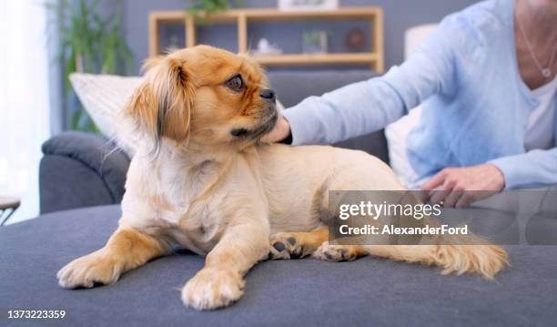 cropped shot of an unrecognizable woman petting her dog on a sofa at home - pedigree ford stock pictures, royalty-free photos & images