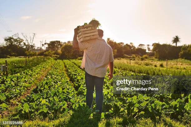 tiro de um homem irreconhecível carregando uma caixa cheia de vegetais recém-colhidos enquanto trabalhava em uma fazenda - back shot position - fotografias e filmes do acervo