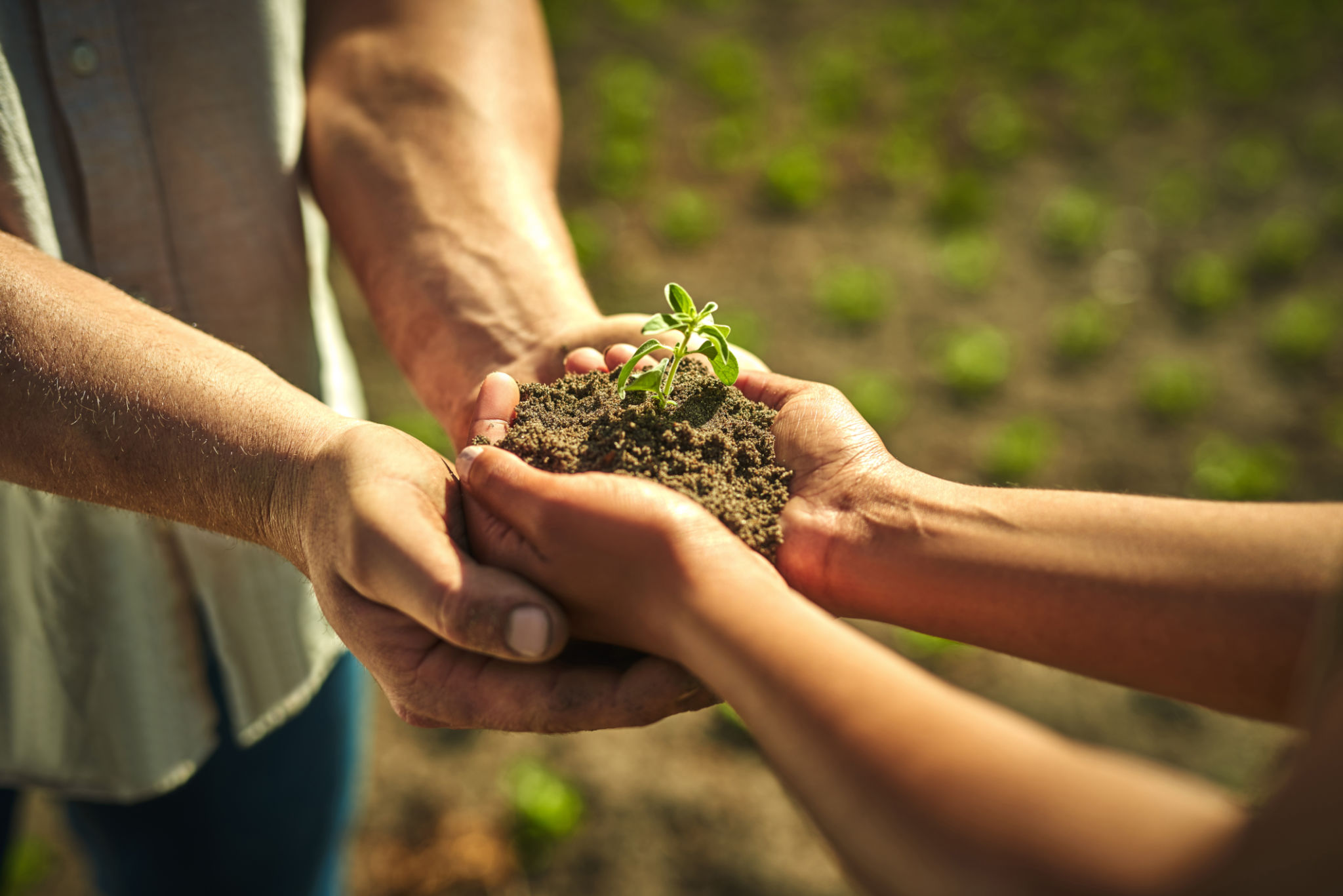 Shot of an unrecognisable man and woman holding a plant on a farm Shot of an unrecognisable man and woman holding a plant on a farm
