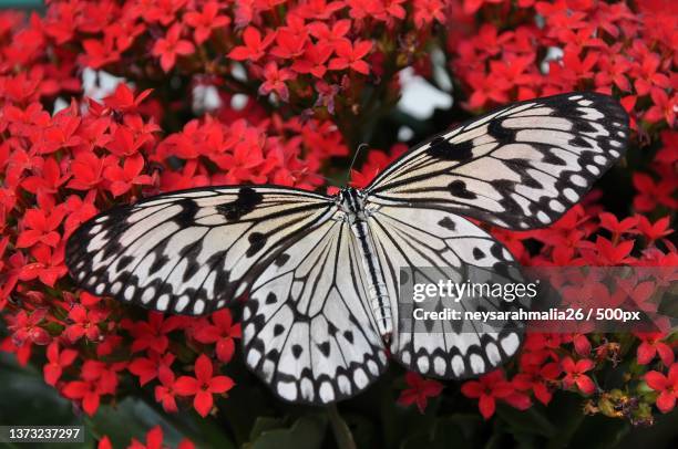 butterfly red flower,close-up of butterfly pollinating on red flower - paper kite butterfly stock pictures, royalty-free photos & images