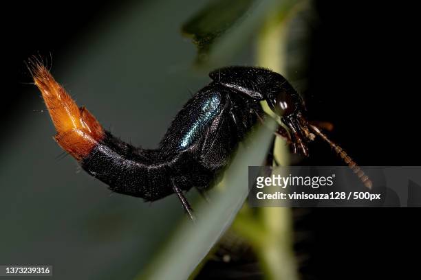 adult rove beetle,close-up of insect on plant - asnillo fotografías e imágenes de stock