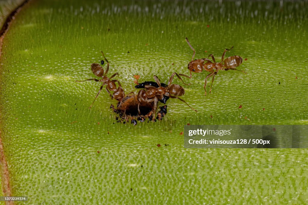 Adult Cecropia Ants on a Cecropia trunk