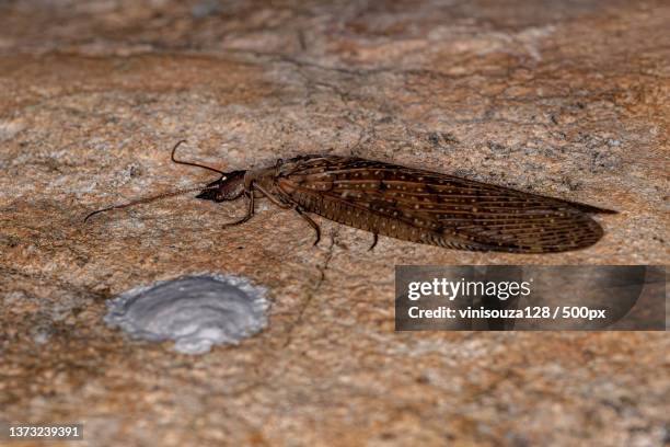 adult female dobsonfly insect,high angle view of insect on rock - dobsonfly larva stock pictures, royalty-free photos & images