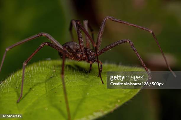 adult recluse spider,close-up of spider on leaf - brown recluse spider stockfoto's en -beelden