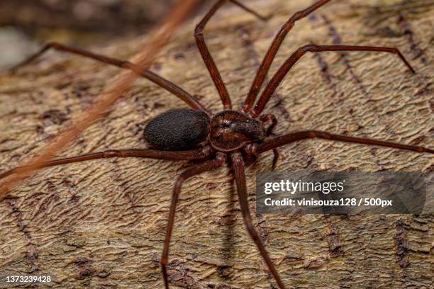 adult recluse spider,close-up of spider on wood - brown recluse spider ストックフォトと画像
