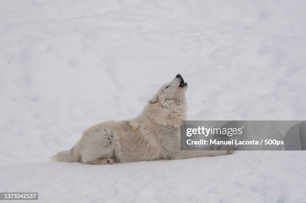 Angry Snow Wolves 75 Angry Wolf Eyes Stock Photos, High-Res Pictures, and Images - Getty ...