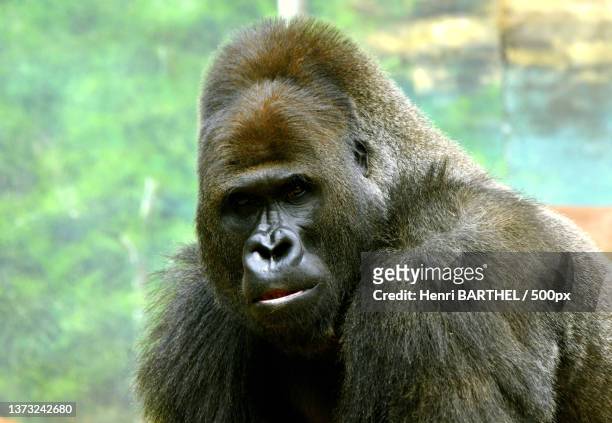 close-up of western lowland mountain gorilla looking away,france - western lowland gorilla stock pictures, royalty-free photos & images