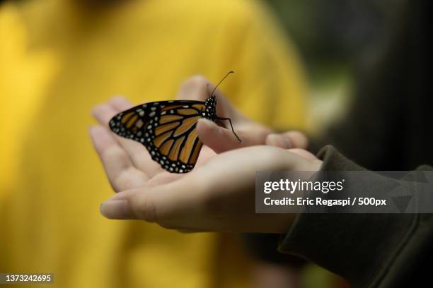 close-up of butterfly on hand,fairfax,virginia,united states,usa - butterfly cycle stockfoto's en -beelden