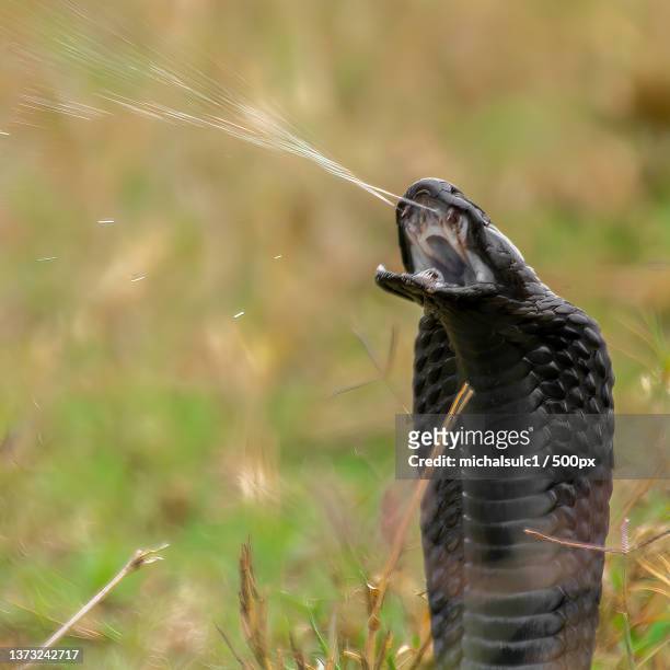 black-necked spitting cobra on field - cobra stock-fotos und bilder