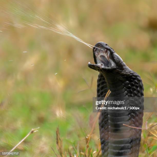 black-necked spitting cobra on field - cobra foto e immagini stock