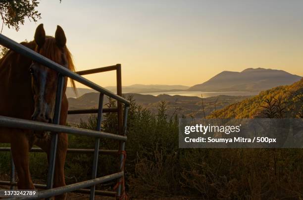 horse behind metal fence on field against sky during sunset,mendocino county,california,united states,usa - mendocino county stock pictures, royalty-free photos & images