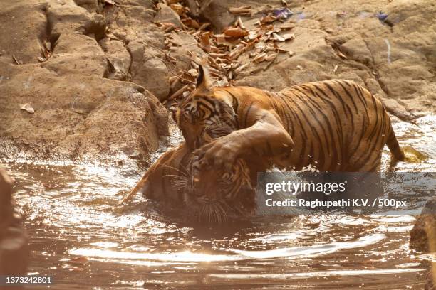 indian tigers wrestle in a watering hole,ranthambore national park,rajasthan,india - ranthambore national park bildbanksfoton och bilder