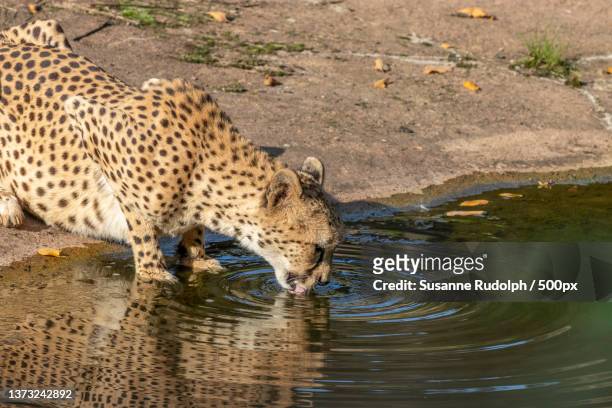 4,281 Wild Animals Drinking Water Photos and Premium High Res Pictures -  Getty Images