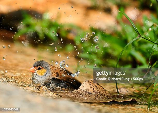 Bird Splash 1.360 Bird Water Splash Stock Photos, High-Res Pictures, and Images ...