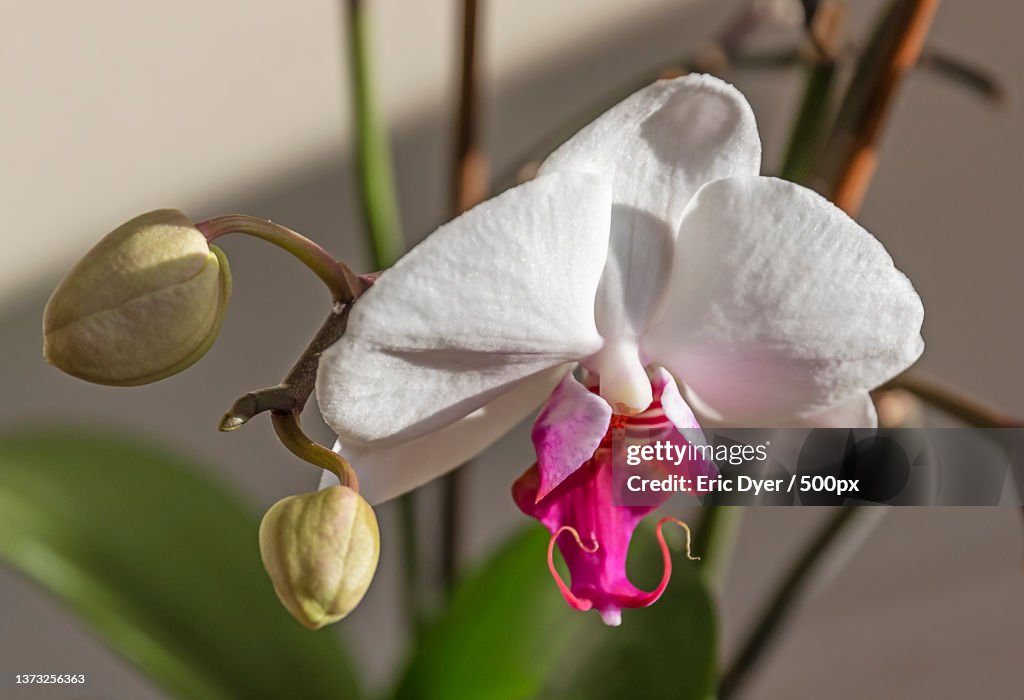 Blooming Orchid,Close-up of pink orchid,Connecticut,United States,USA