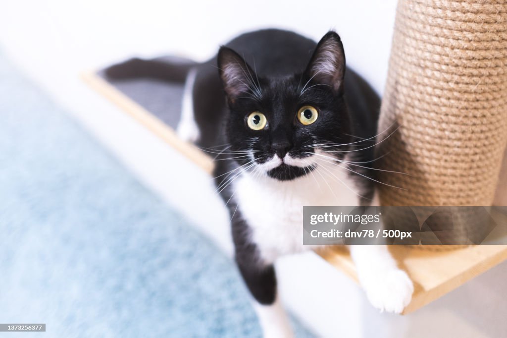 Black cat with white mustache is lying on scratching post and looking