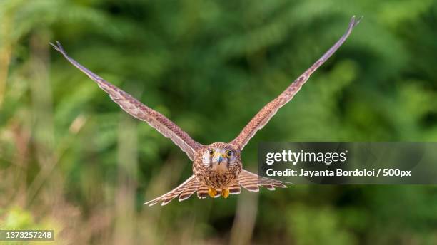 head on,close-up of eagle owl flying against trees,london,united kingdom,uk - bird of prey stock pictures, royalty-free photos & images