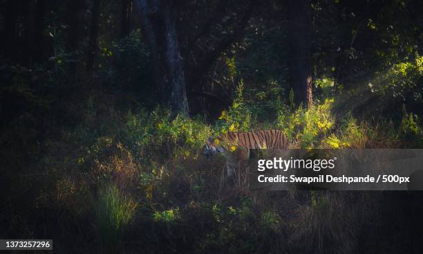 tiger,trees growing in forest,kanha tiger reserve,madhya pradesh,india - tiger print stockfoto's en -beelden