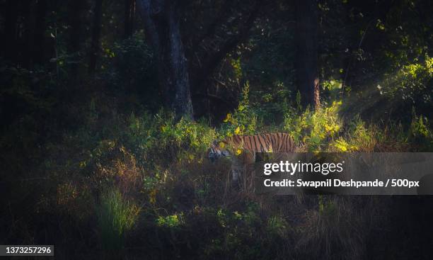 tiger,trees growing in forest,kanha tiger reserve,madhya pradesh,india - madhya pradesh stock pictures, royalty-free photos & images