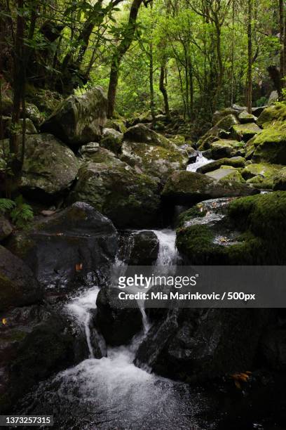 fanal hike,scenic view of waterfall in forest,madeira,portugal - mia woods stock pictures, royalty-free photos & images