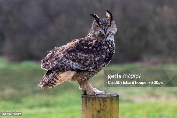 posing owl,close-up of eagle owl perching on wooden post,carmarthenshire,united kingdom,uk - eurasian eagle owl stockfoto's en -beelden