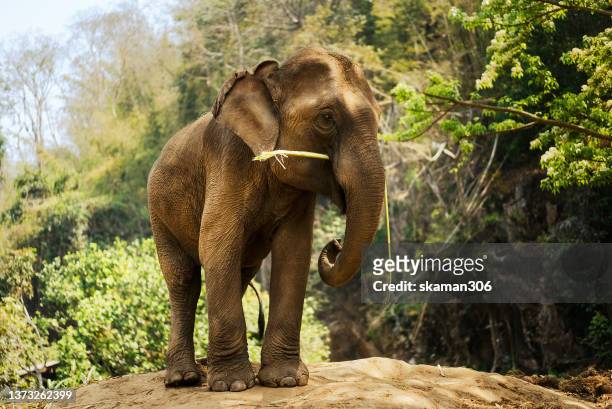 wide angle of elephants living  in the conservation wild at northern thailand - asian elephant stock pictures, royalty-free photos & images