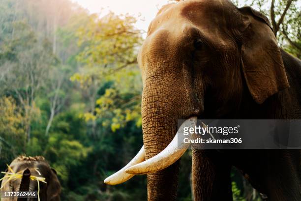 close up angle view  male elephant  in the conservation wild at northern thailand - northern elephant seal stock-fotos und bilder