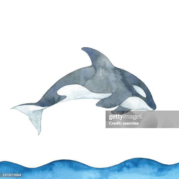 watercolor killer whale - killer whale jump stock illustrations