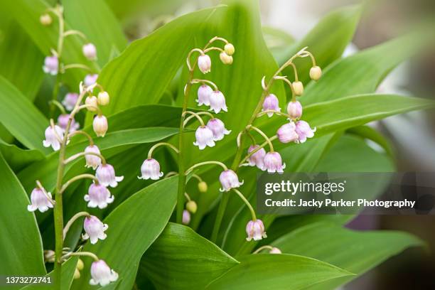 close-up image of the delicate spring flowering pink lily of the valley flower -convallaria majalis var rosea - maiglöckchen stock-fotos und bilder