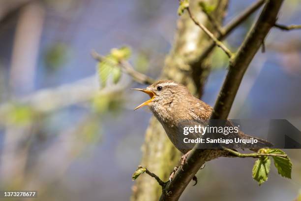 wren signing - wren stock pictures, royalty-free photos & images