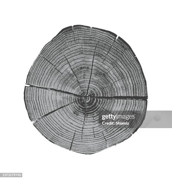 tree x-section - tree rings stock illustrations