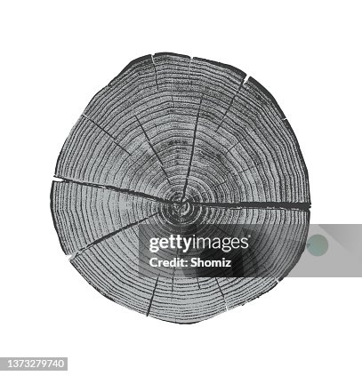 Tree x-section Tree x-section