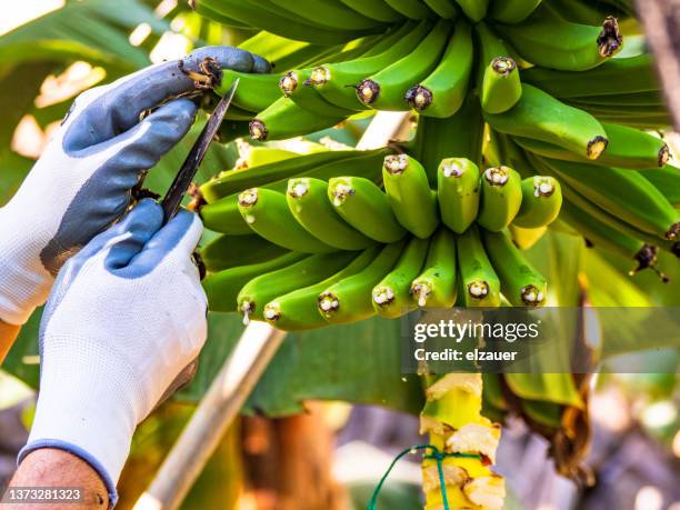 banana tree - la palma islas canarias fotografías e imágenes de stock