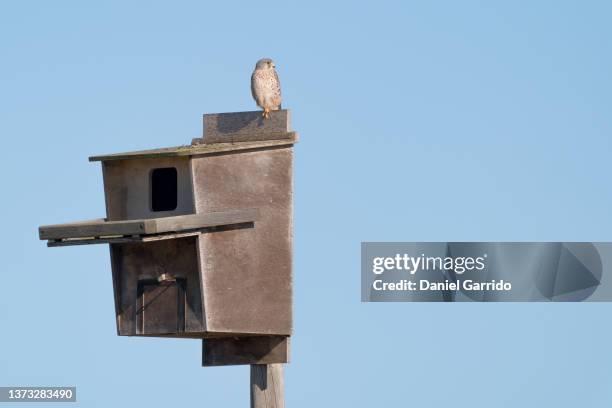kestrel watching from his nest box, wildlife, rapace birds, nature - rapace stock pictures, royalty-free photos & images
