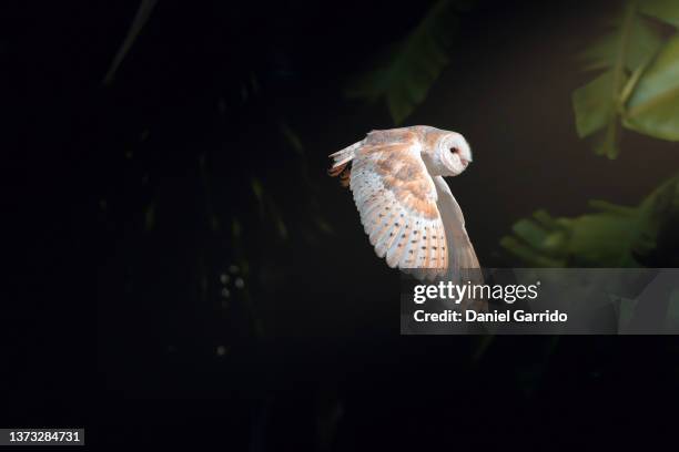 barn owl flying in the middle of nature, wildlife, precious animals, magic animals - negative space technique stock pictures, royalty-free photos & images