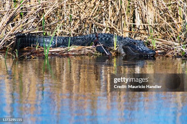 american alligator, lligator mississippiensis - alligator mississippiensis stock pictures, royalty-free photos & images