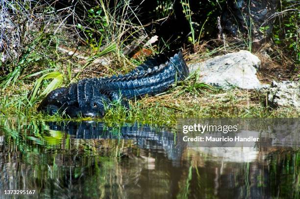 american alligator, lligator mississippiensis - alligator mississippiensis stock pictures, royalty-free photos & images