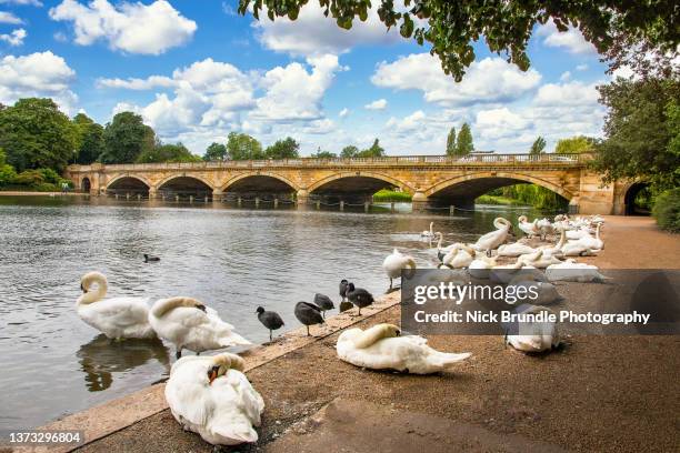 serpentine bridge, hyde park, london, england. - hyde park london stock-fotos und bilder