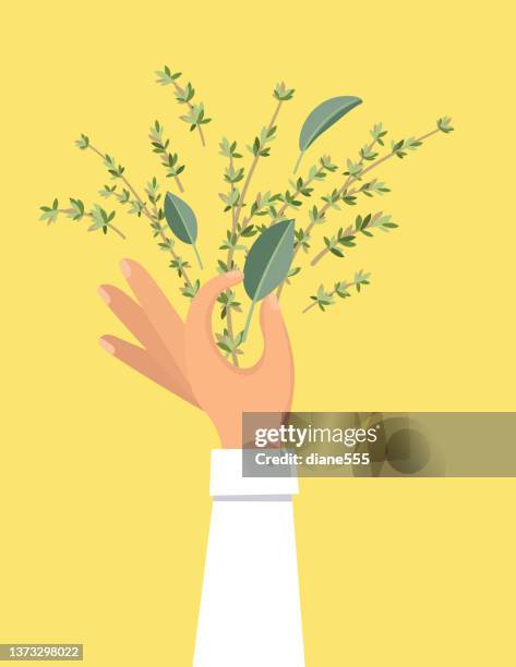 chefs hand holding a bunch of herbs on a bright background - thyme stock illustrations