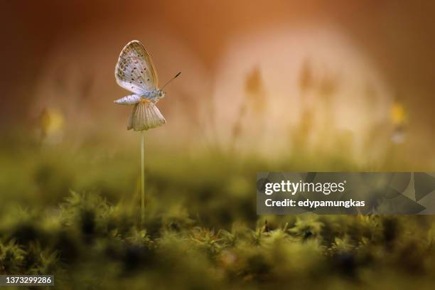 close-up of a butterfly on a mushroom, indonesia - forest floor stock-fotos und bilder