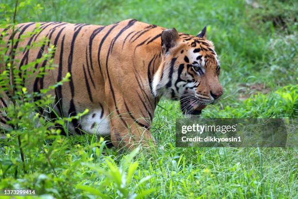 close-up photo of a bengal tiger prowling in forest, indonesia - prowling imagens e fotografias de stock