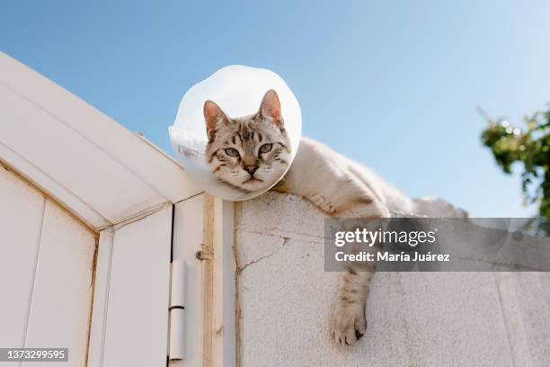 sick cat outside the house. cat with protective collar (elizabethan collar) - feline stockfoto's en -beelden