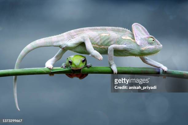 veiled chameleon stepping over a dumpy frog on a branch, indonesia - reptil fotografías e imágenes de stock