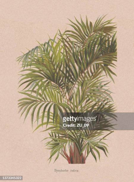 palmier bâtard (hyophorbe indica), chromolithograph, published in 1873 - reunion island 幅插畫檔、美工圖案、卡通及圖標