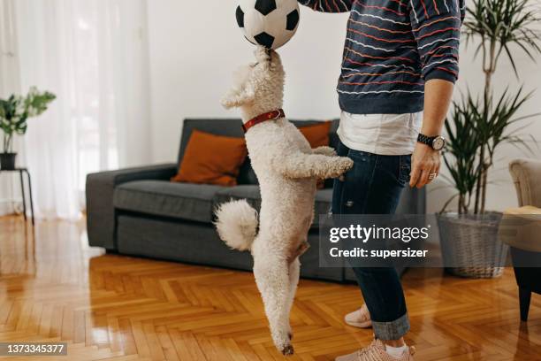 reifes paar spielt mit seinem hund drinnen - dog and ball stock-fotos und bilder