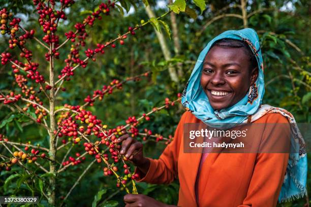 young african woman collecting coffee cherries, east africa - coffee plantations stockfoto's en -beelden