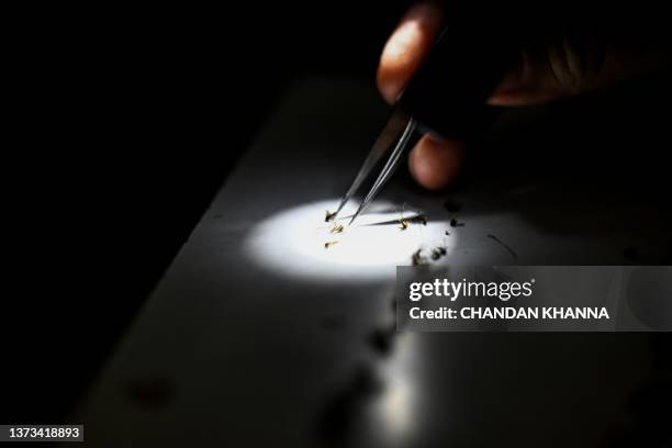 Health officials at Sarasota County Mosquito Management Services study specimens of anopheles mosquitoes that cause malaria, in Sarasota, Florida on...