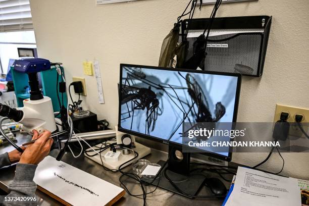 Health officials at Sarasota County Mosquito Management Services study specimens of anopheles mosquitoes that cause malaria, in Sarasota, Florida on...