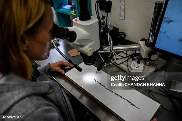 Health officials at Sarasota County Mosquito Management Services study specimens of anopheles mosquitoes that cause malaria, in Sarasota, Florida on...